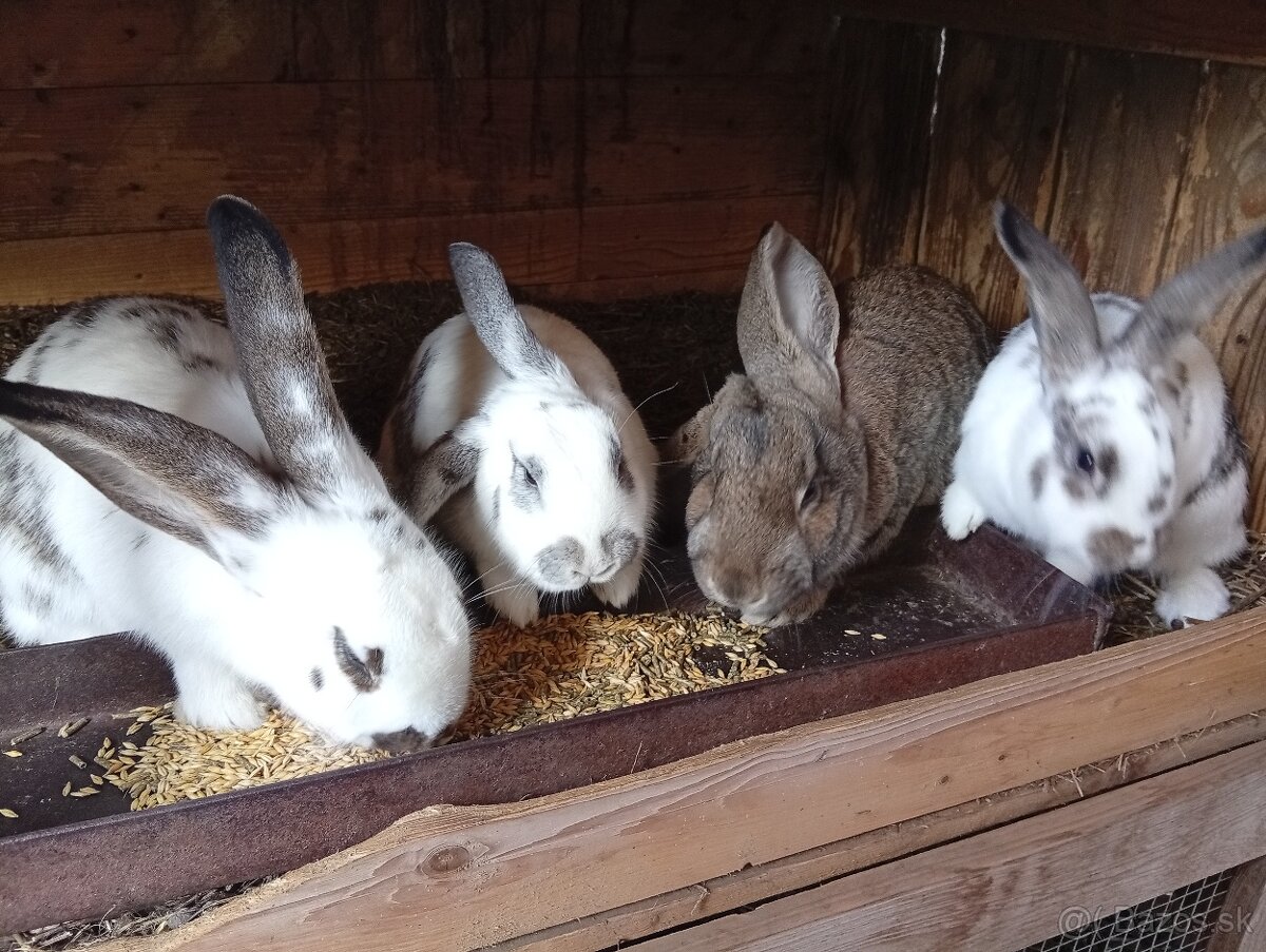 Predam králiky - 2