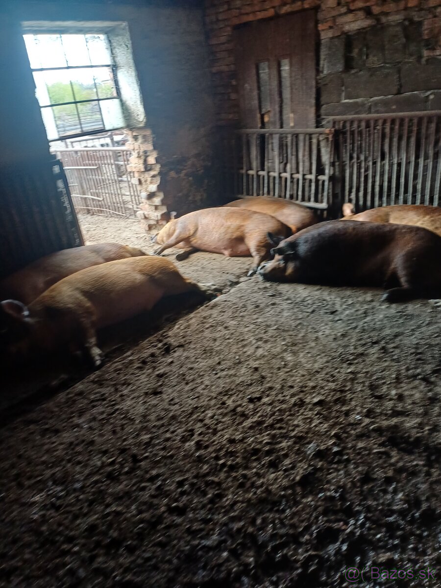 Dutok x mangalica - 2