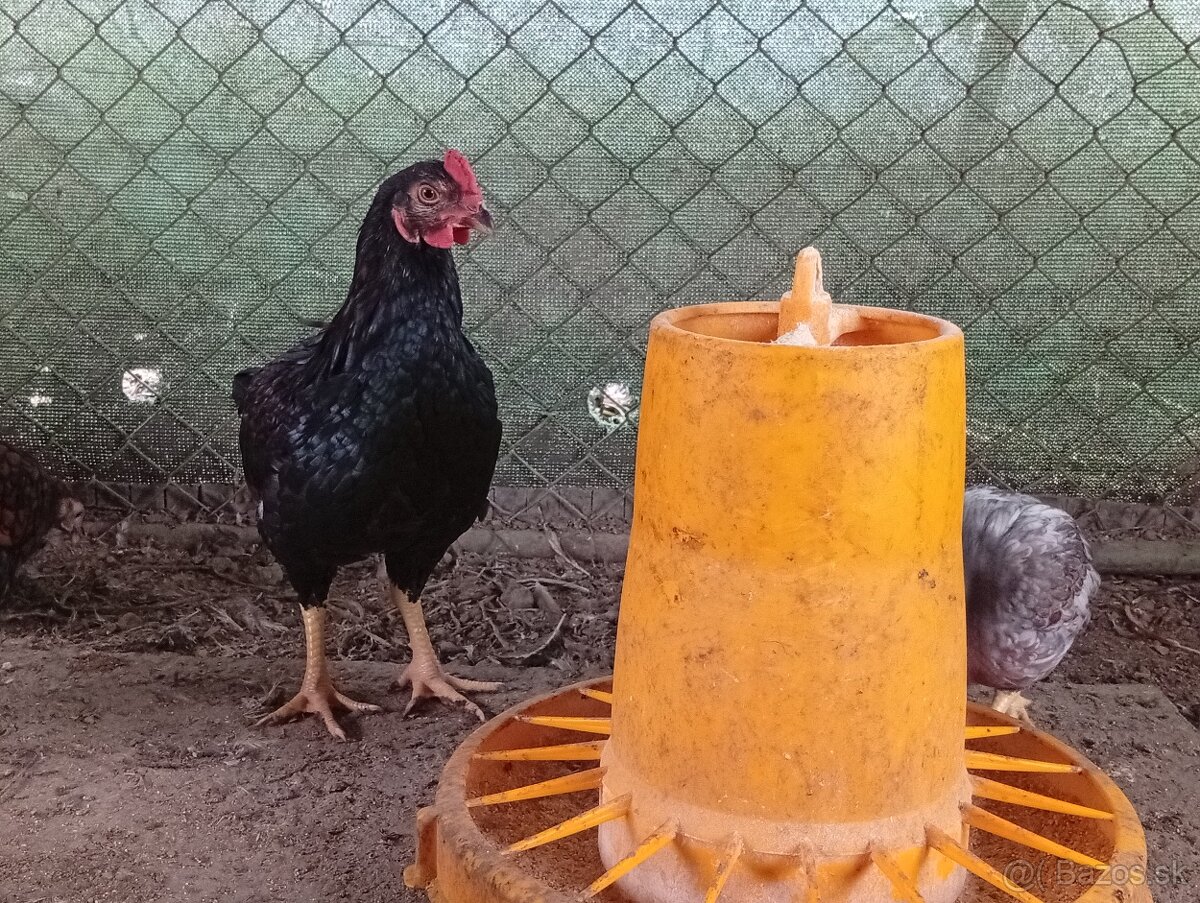 Indická bojovníčka - 2