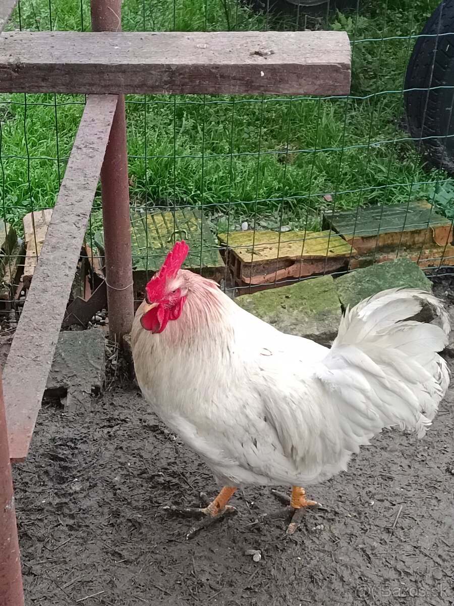 Kohút -gazdovsky mix - 2