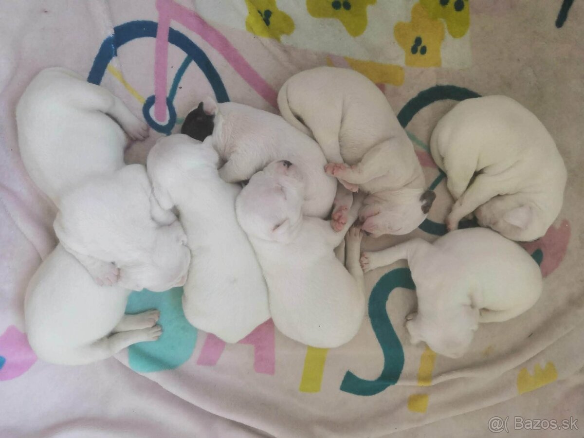 Americký stafordšírsky teriér - 2