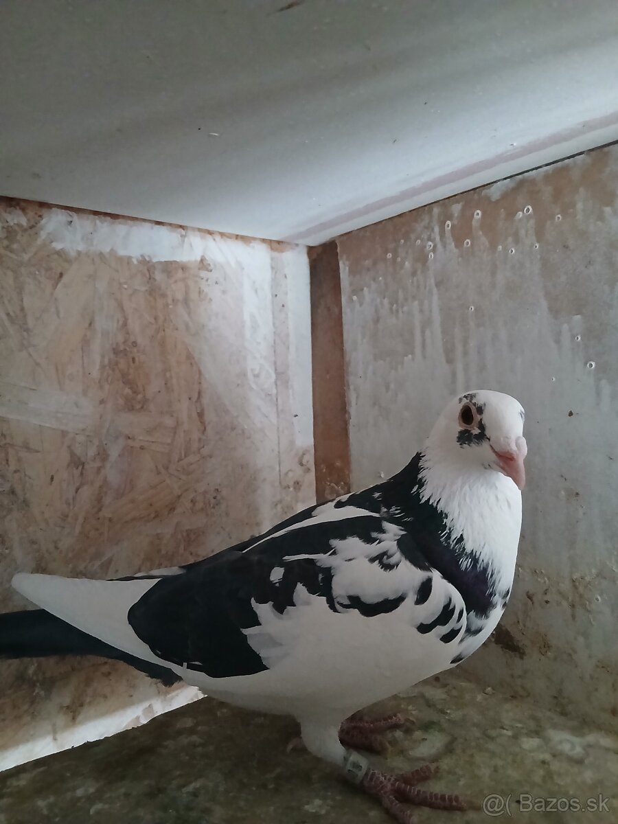 Poštové holuby - 2