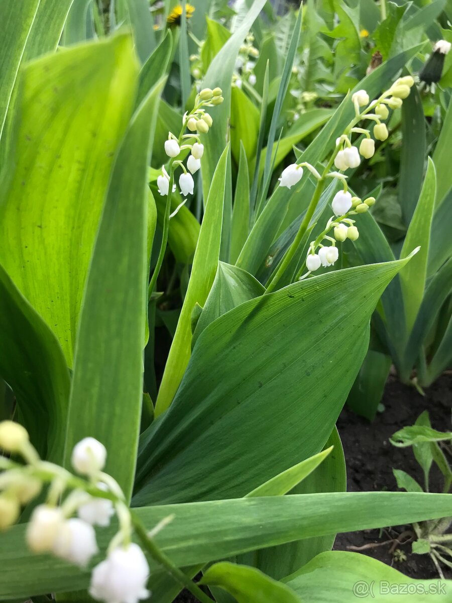 Predám KONVALINKY cibulky - 2