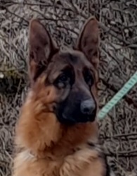 NEMECKÝ OVČIAK - 2