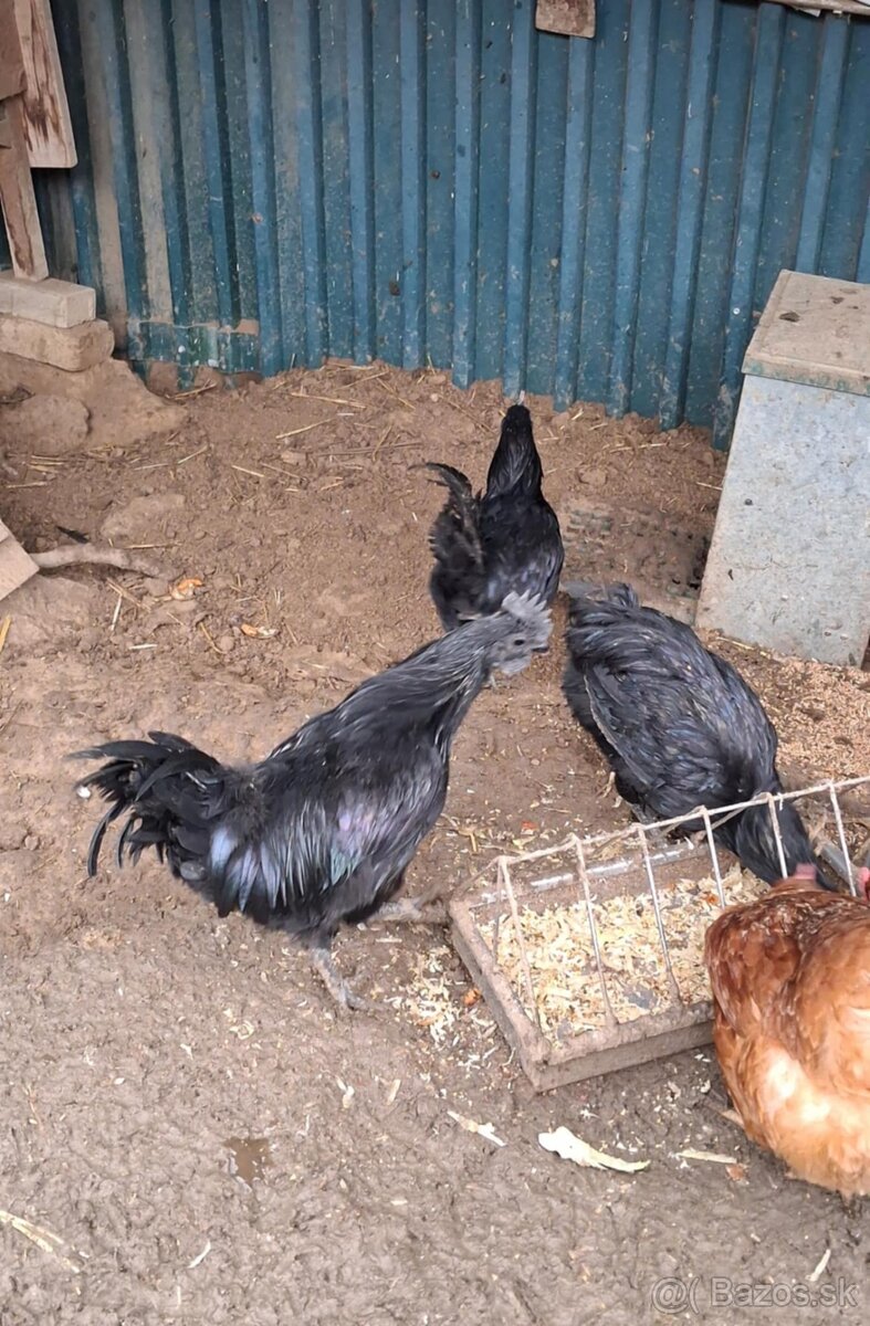 Kohút Ayam cemany - 2
