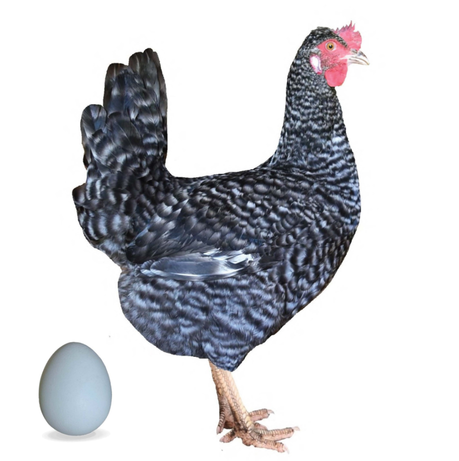 2-týždňové kuričky Dominant Blueshell BLS959 - 2