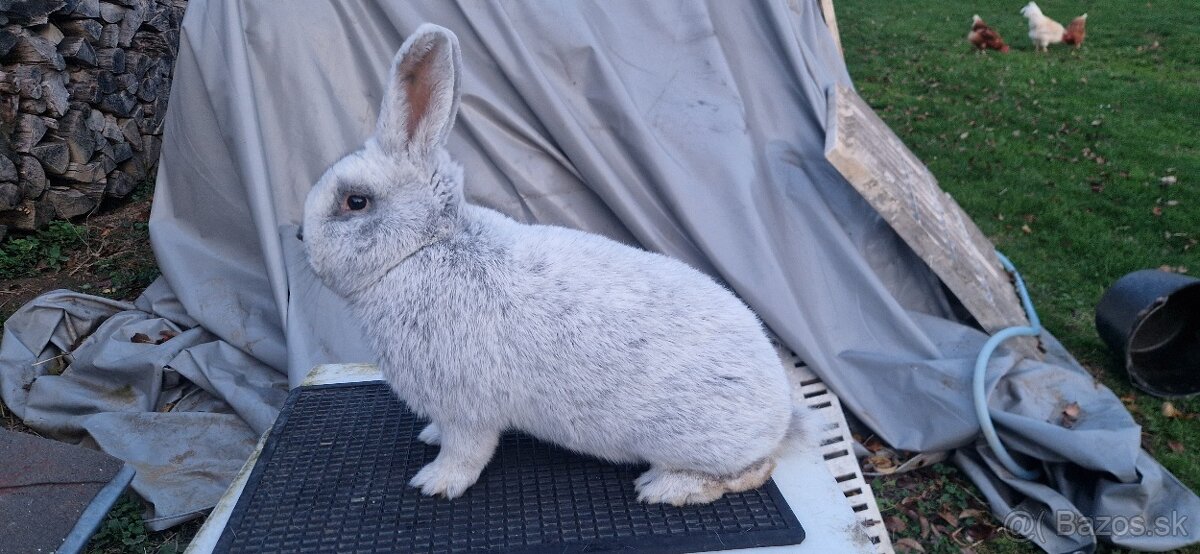 Velký svetlý strieborný - samec - 2