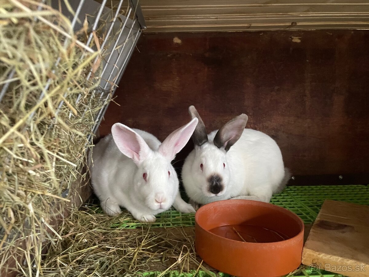 Predám zajace hyla samice-samce - 2