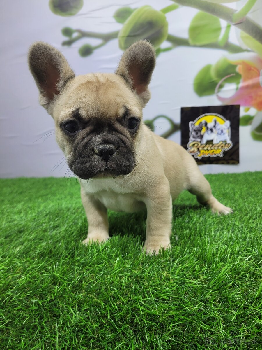 Francúzsky buldoček - 2