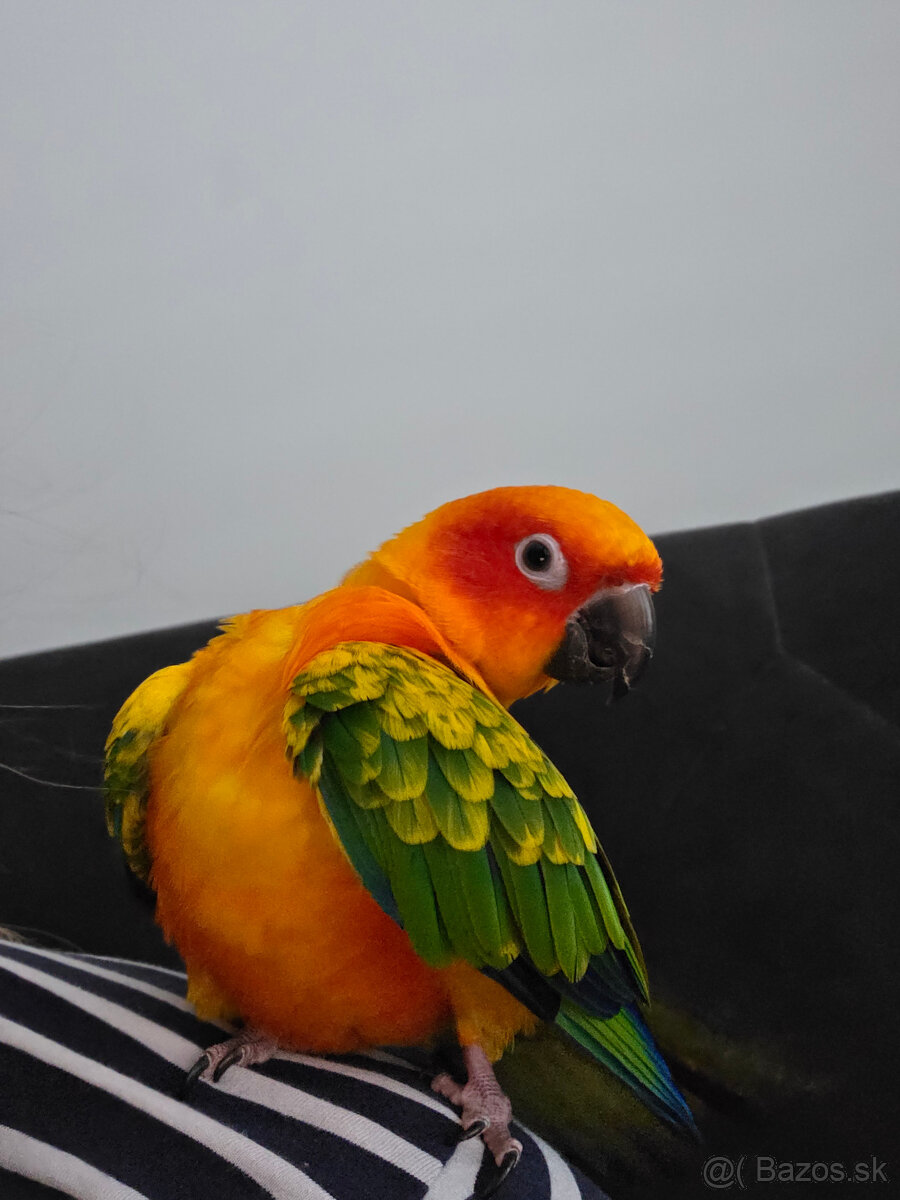 aratinga slnecna - 2