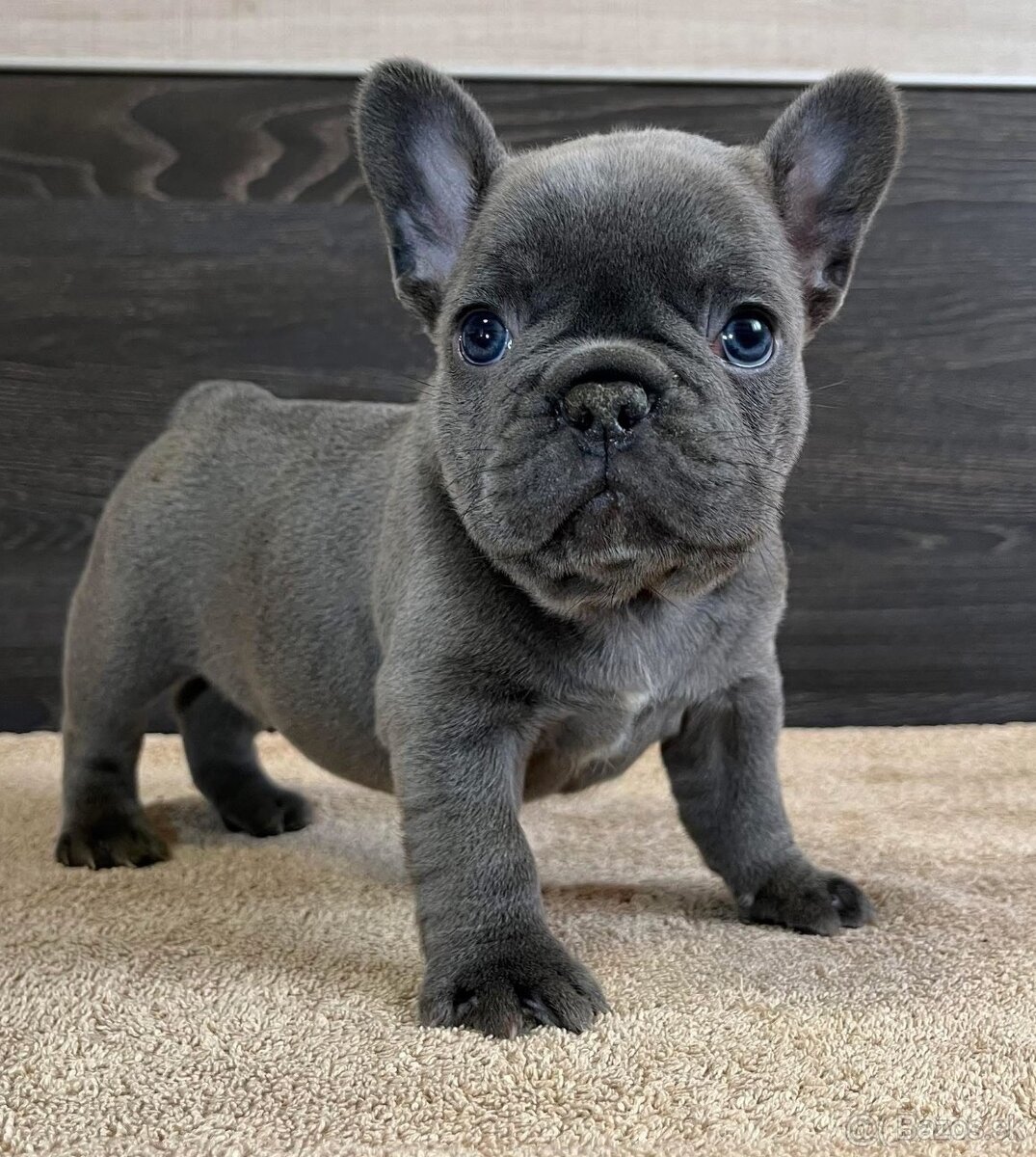 Francúzsky buldoček - 2