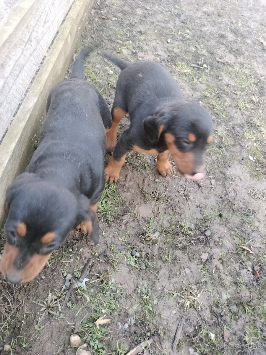 Slovenský kopov - 2