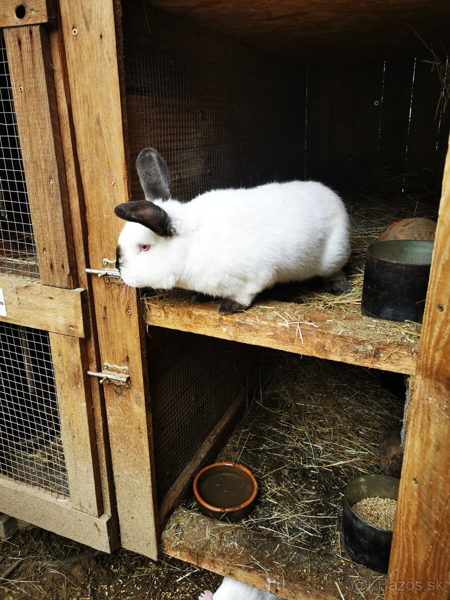 Predam Kalifornske kraliky 30e/ks - 2