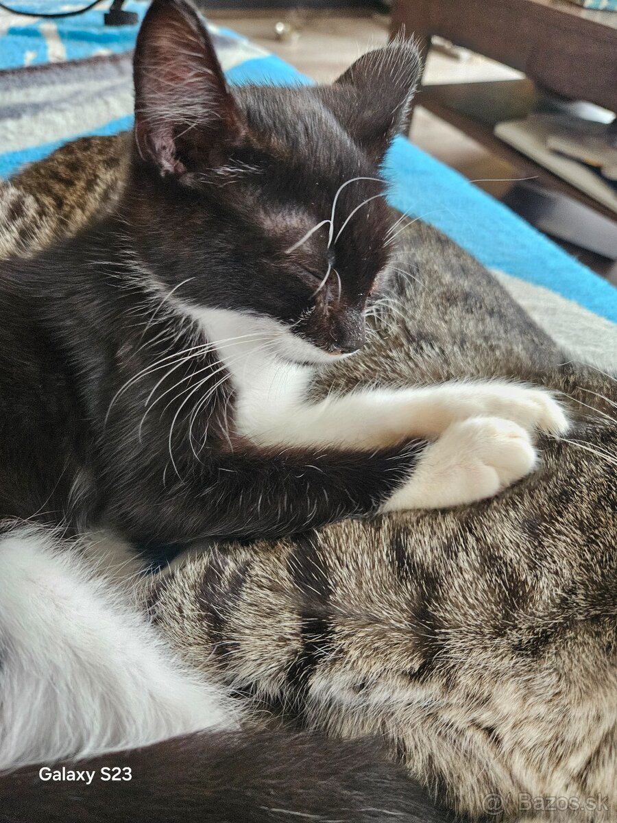 Darujem mačiatka - 2