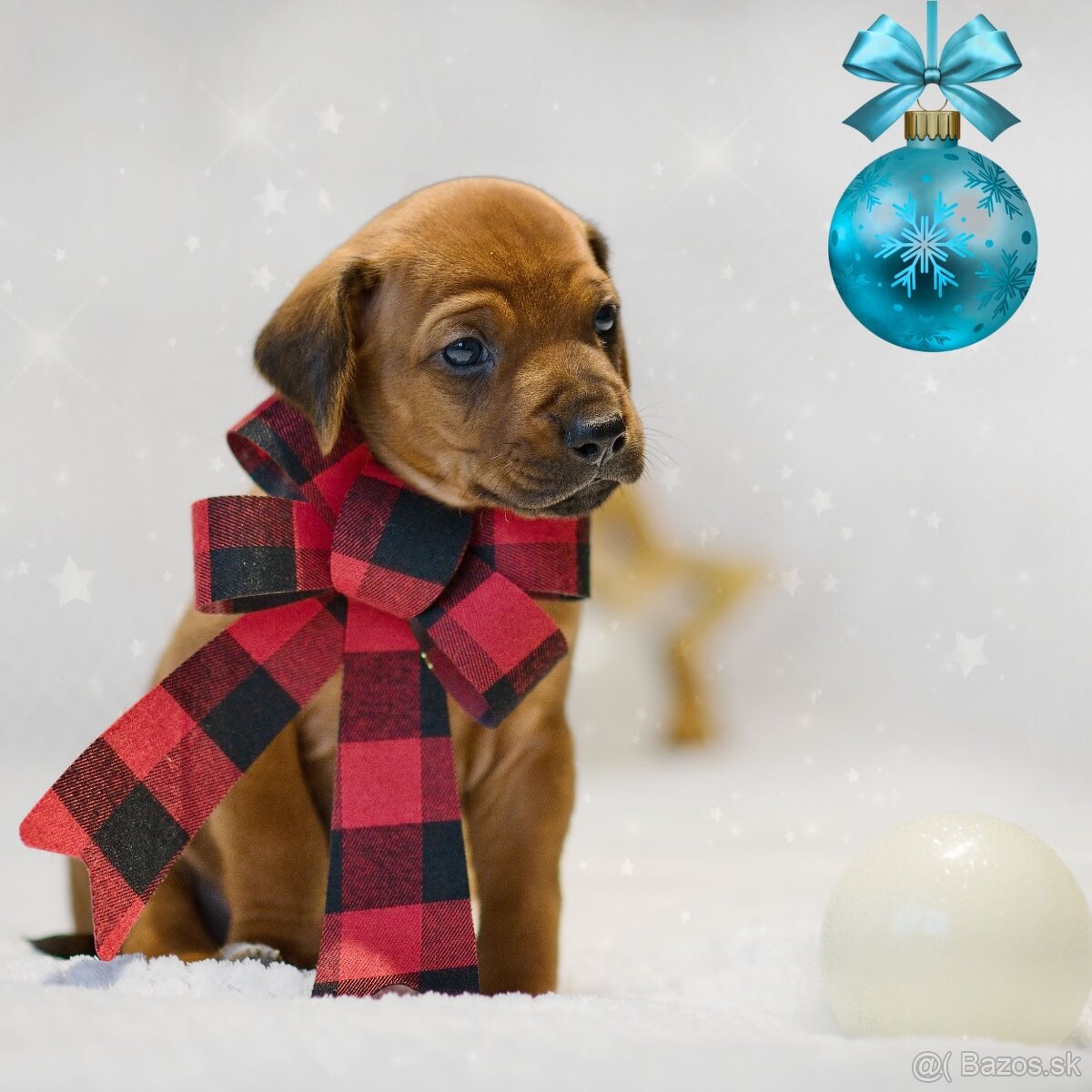 Rhodesian Ridgeback s preukazom pôvodu - 2