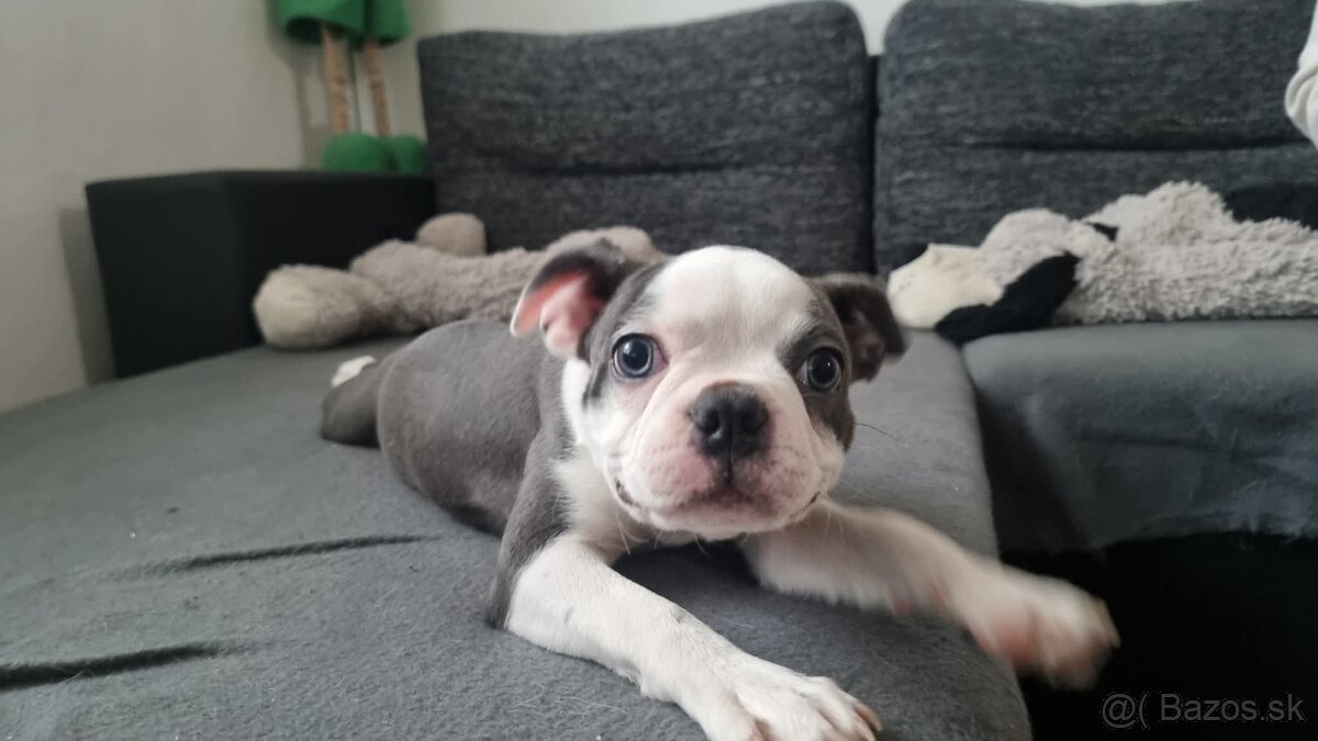 Bostonský terier. - 2