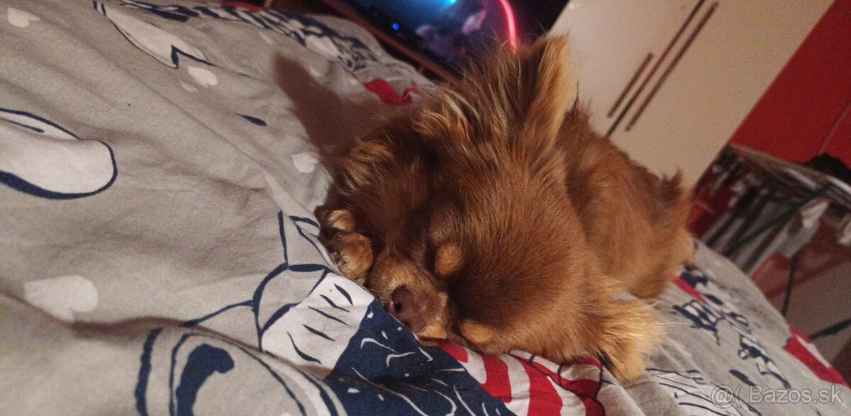 Ponúkam na krytie - 2