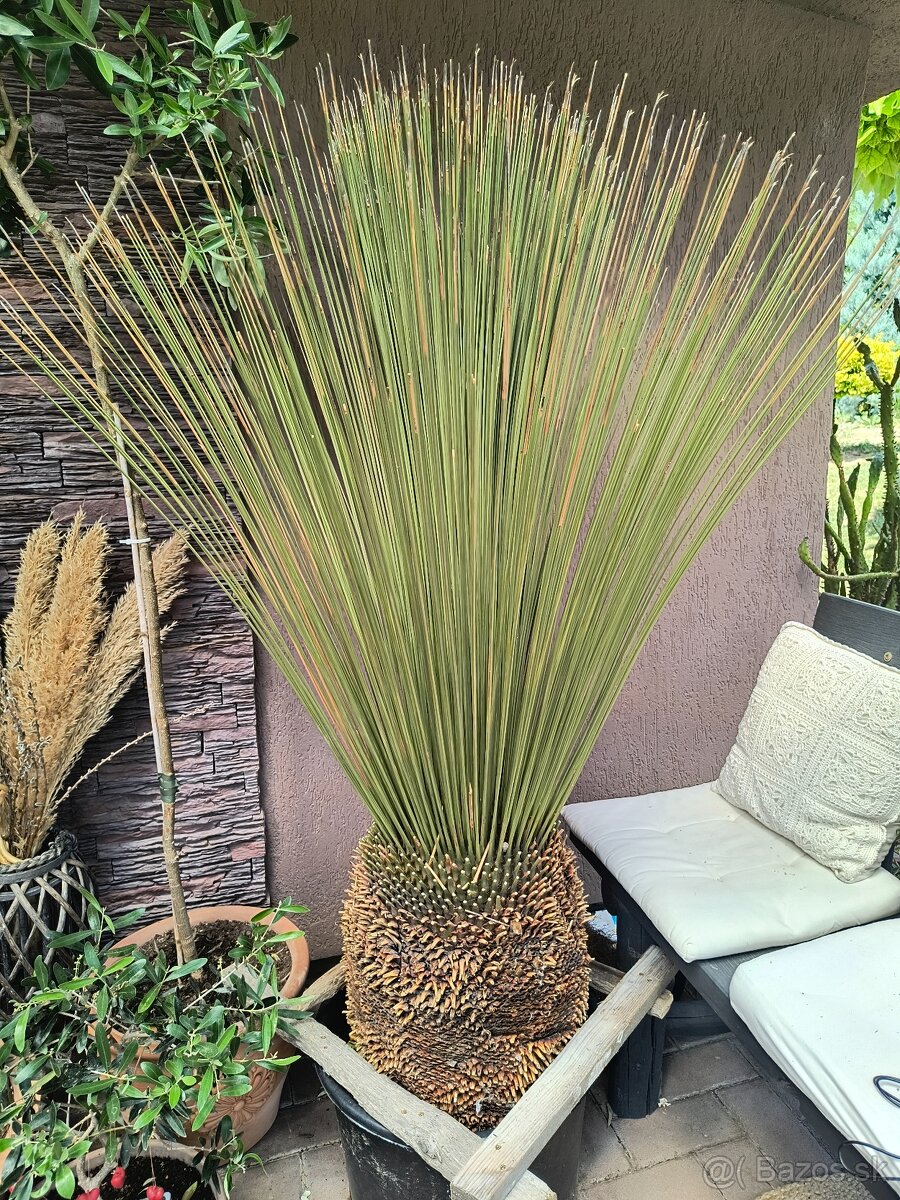 Sabal brazoriensis mrazuvzdornu palmu -16 - 2