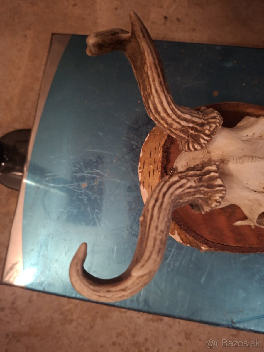 Srnec, srnčia trofej,parohy,zhody - 2