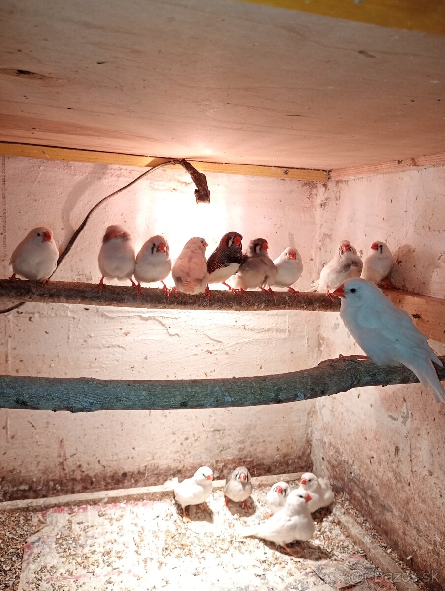 Výstavné zebricky - 2