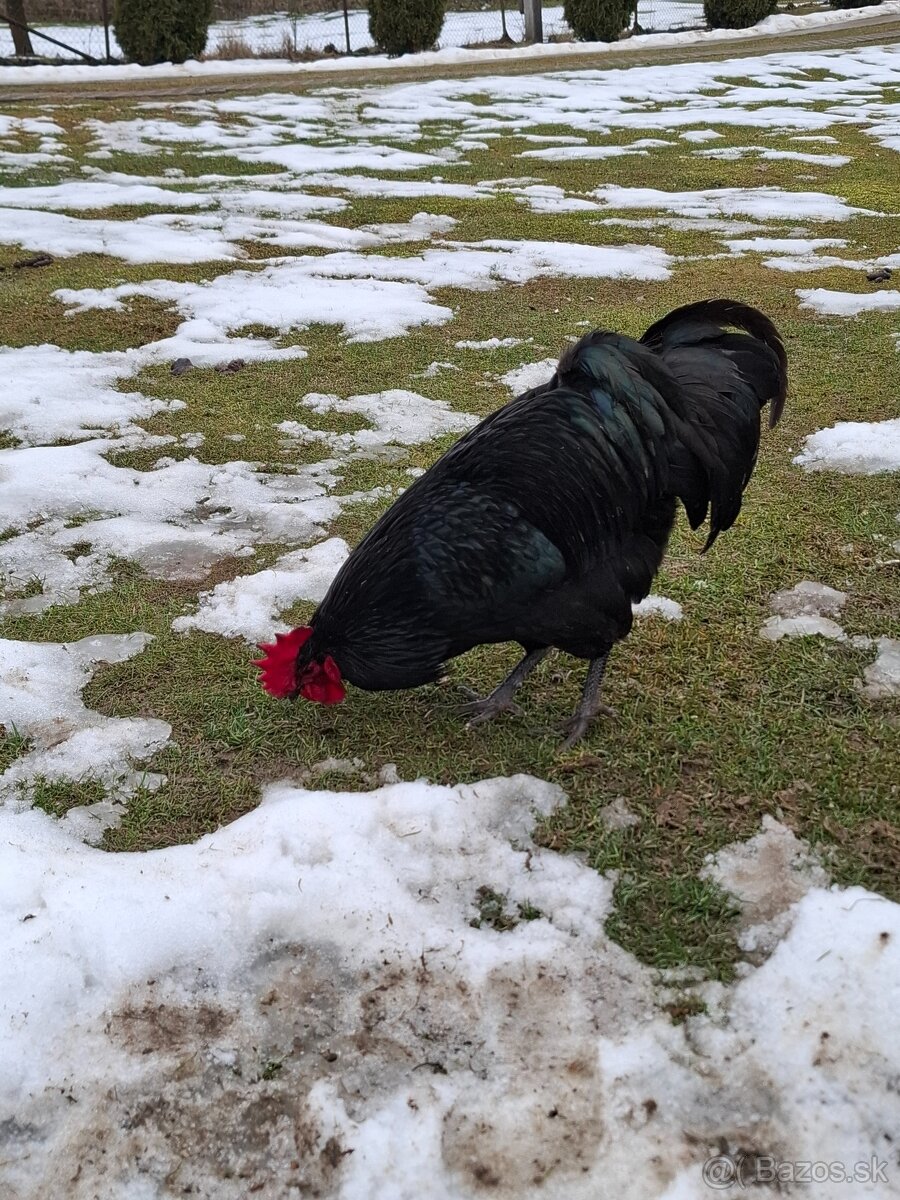 Australorpka kohut. - 2