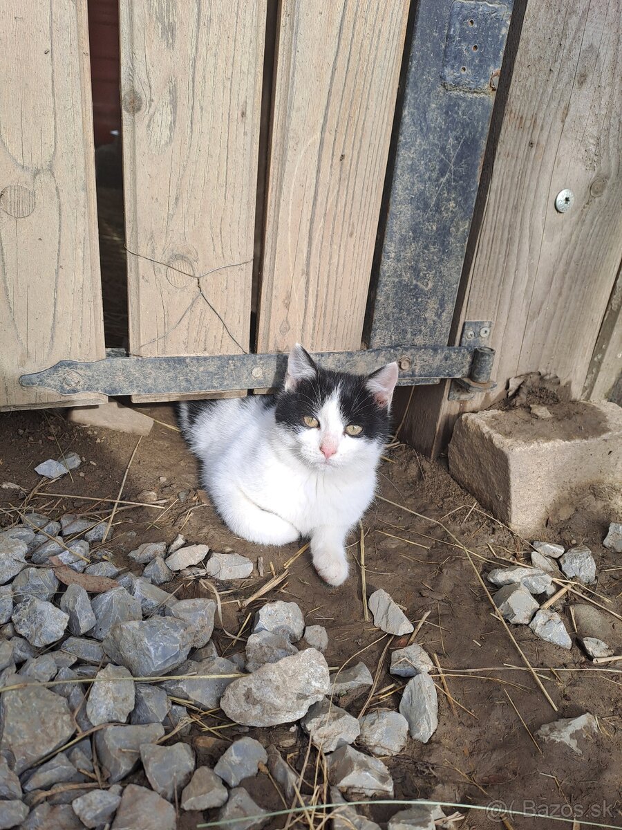 Darujem mačiatka - 2