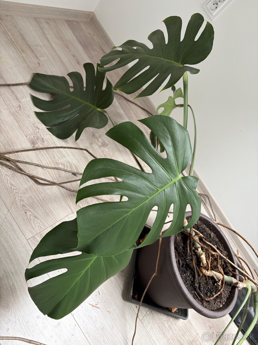 Monstera - 2