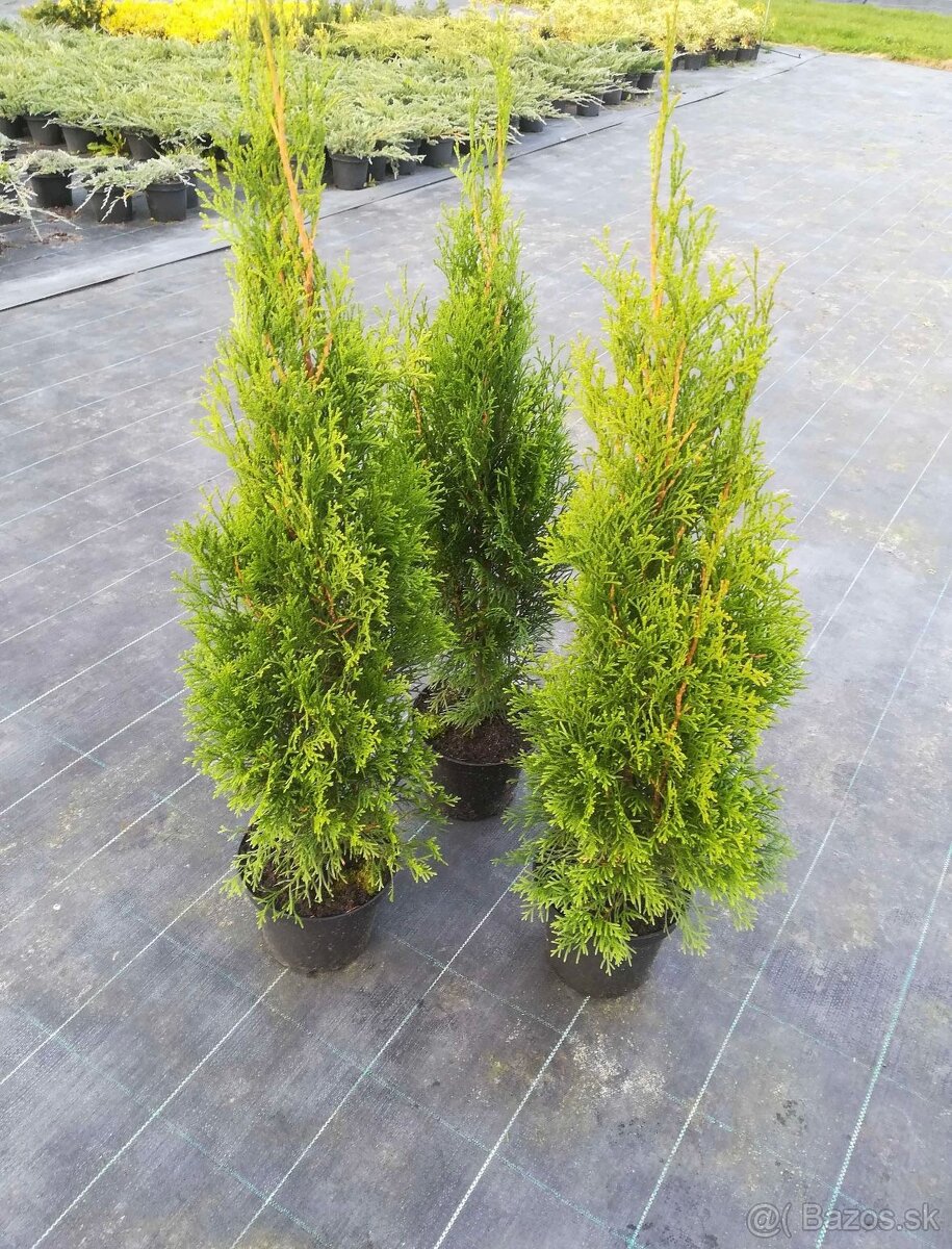 Tuja západná "Smaragd" - 2