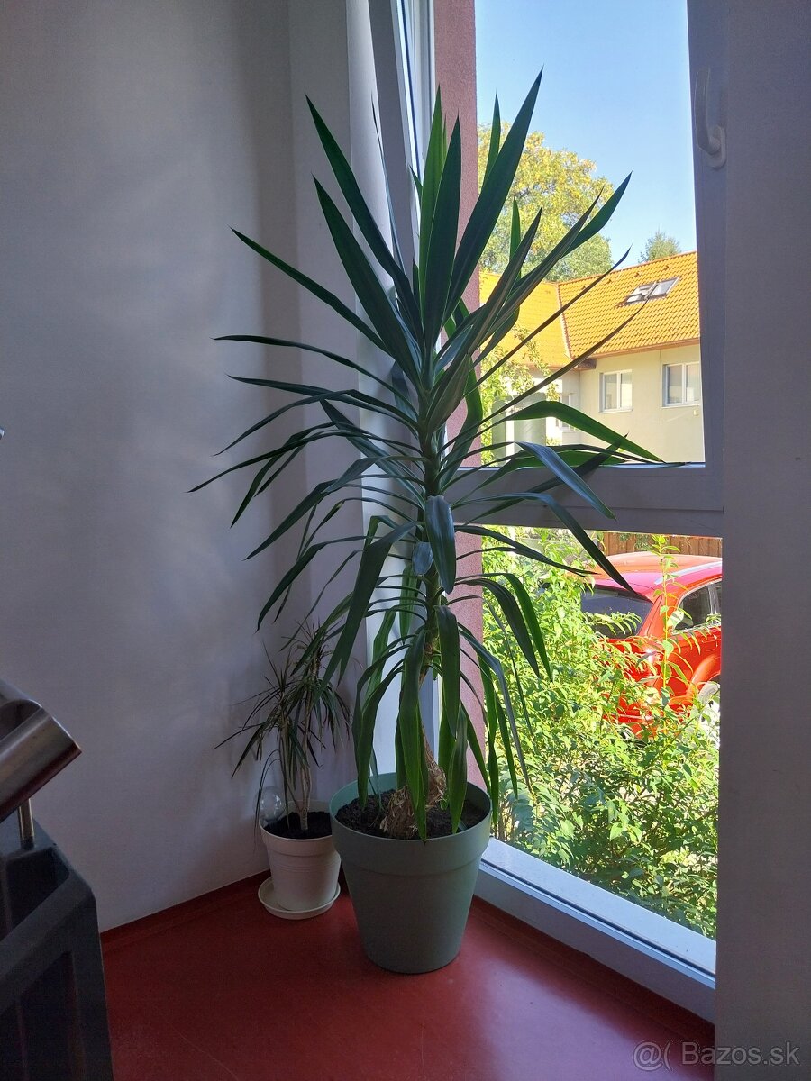 Krásna, vysoká juka (Yucca) - 2