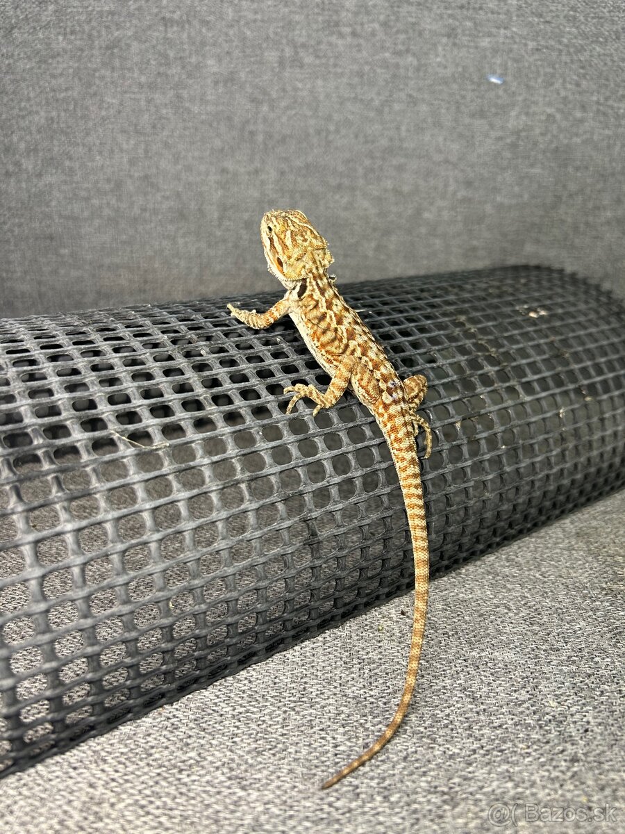 Agama bradatá leatherback samčekovia - 2