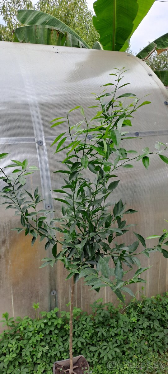 Mandarínkovník-Citrus Reticulata - 2