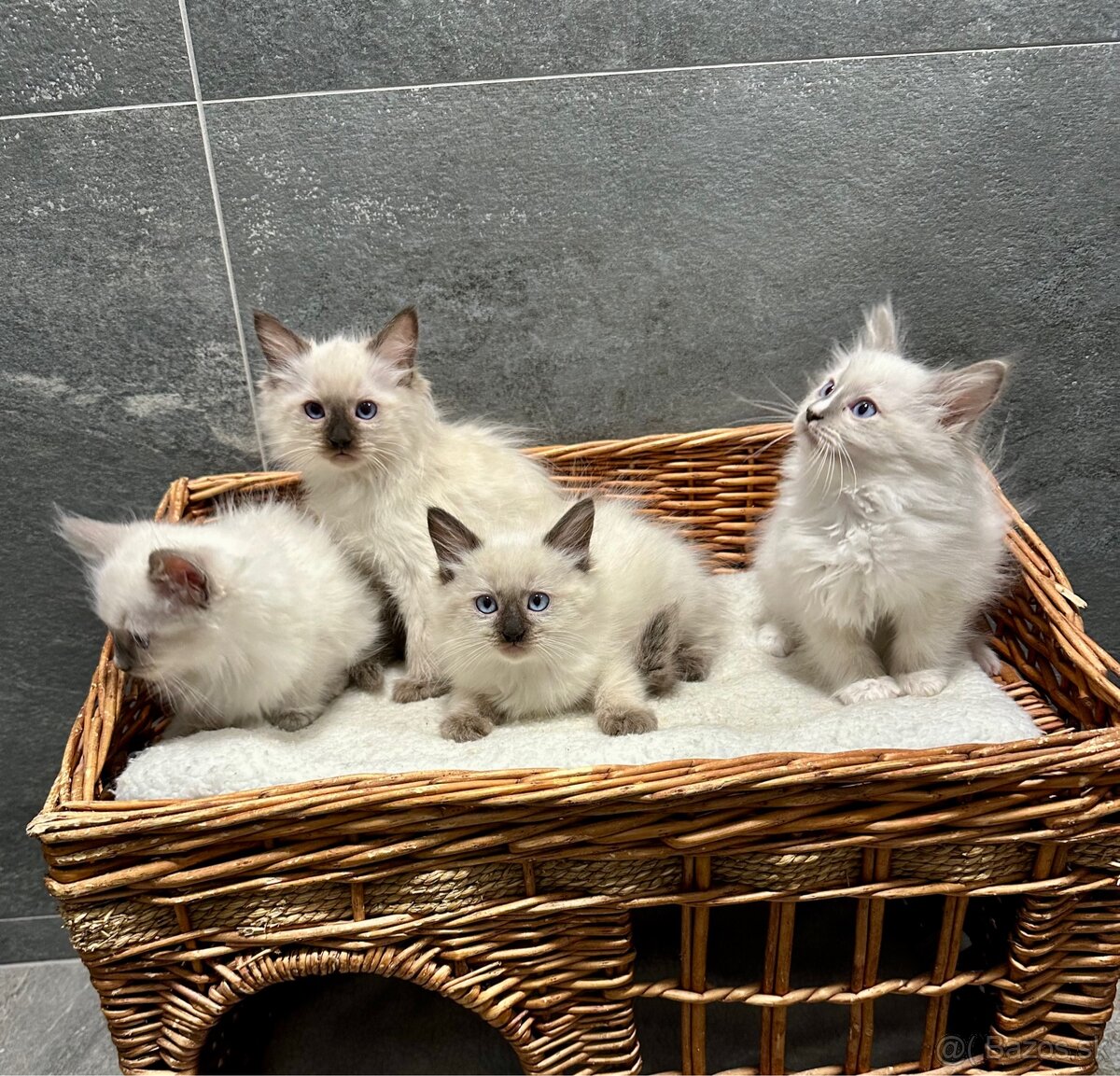 Ragdoll - 2