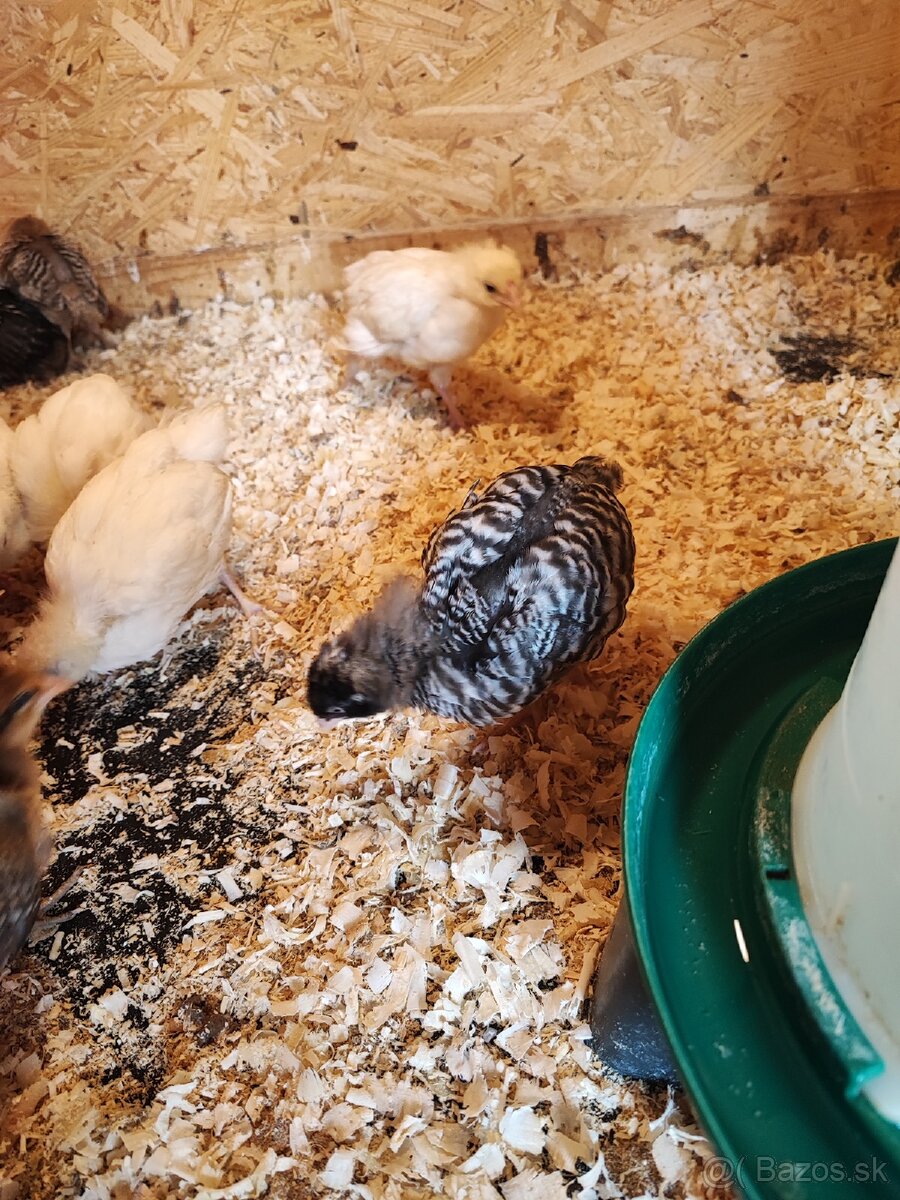 Oravka biela a krahulcová - 2