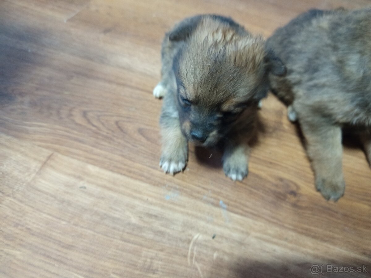 Predám 3 psoch - 2