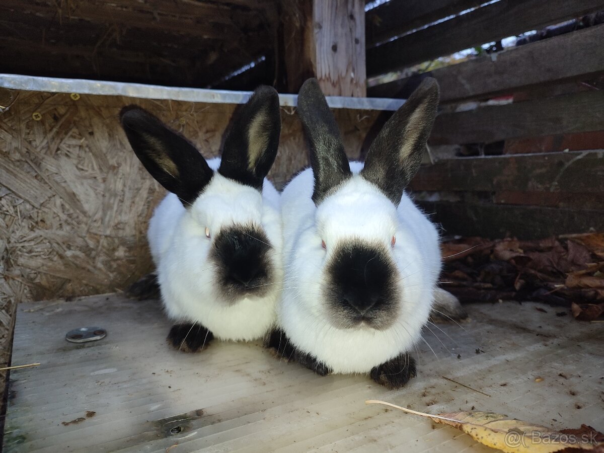 Kalifornský černý - tetované samice s PP - 2