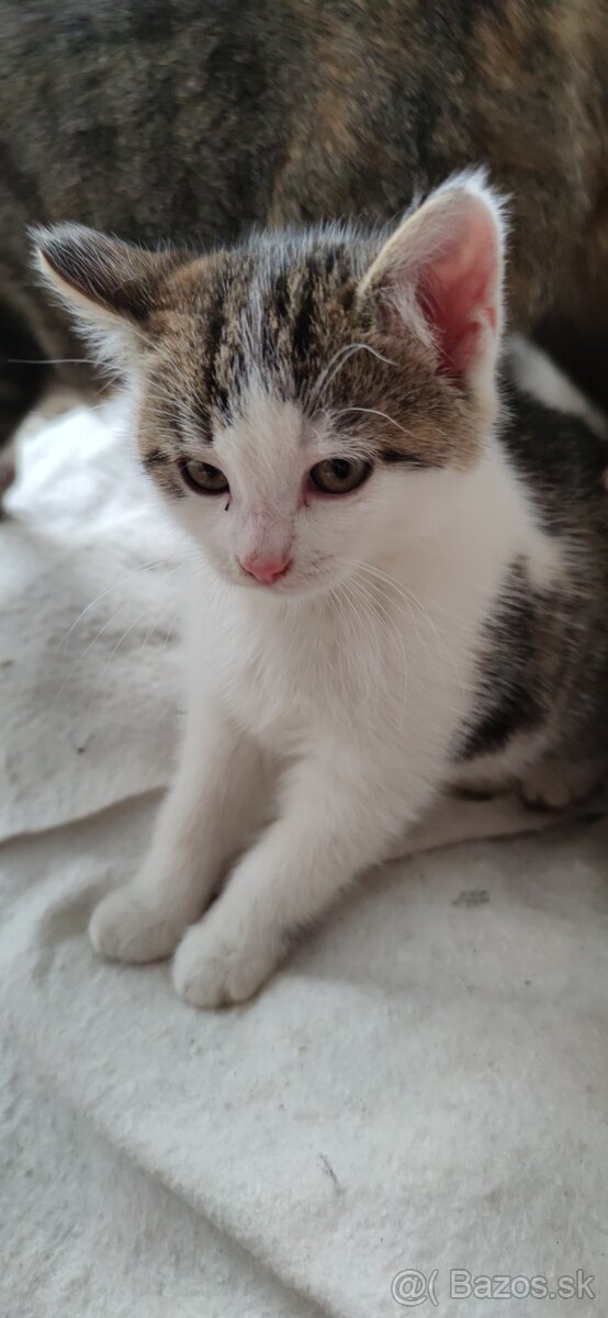 Darujem mačiatka - 2