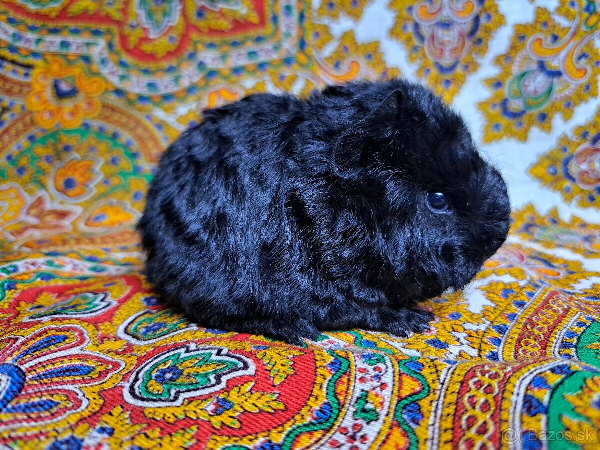 Darujem dlhosrste morča samca - 2