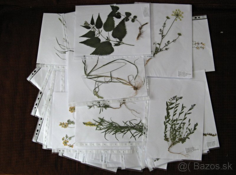 Predám herbár 2025, byliny, letné aj zimné púčiky drevín - 2