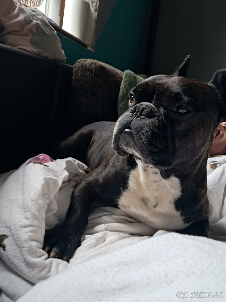 francouzský buldoček ke krytí - 2