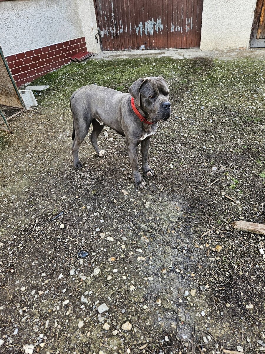Cane Corso - 2