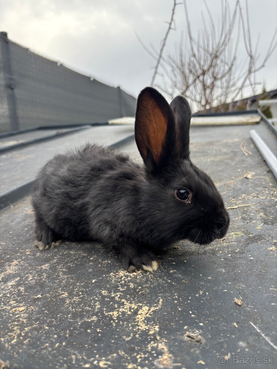 Králik - 2