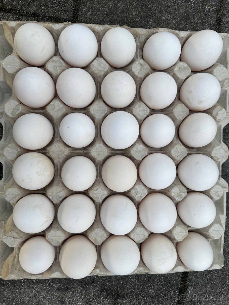 Predám domáce vajíčka - 2