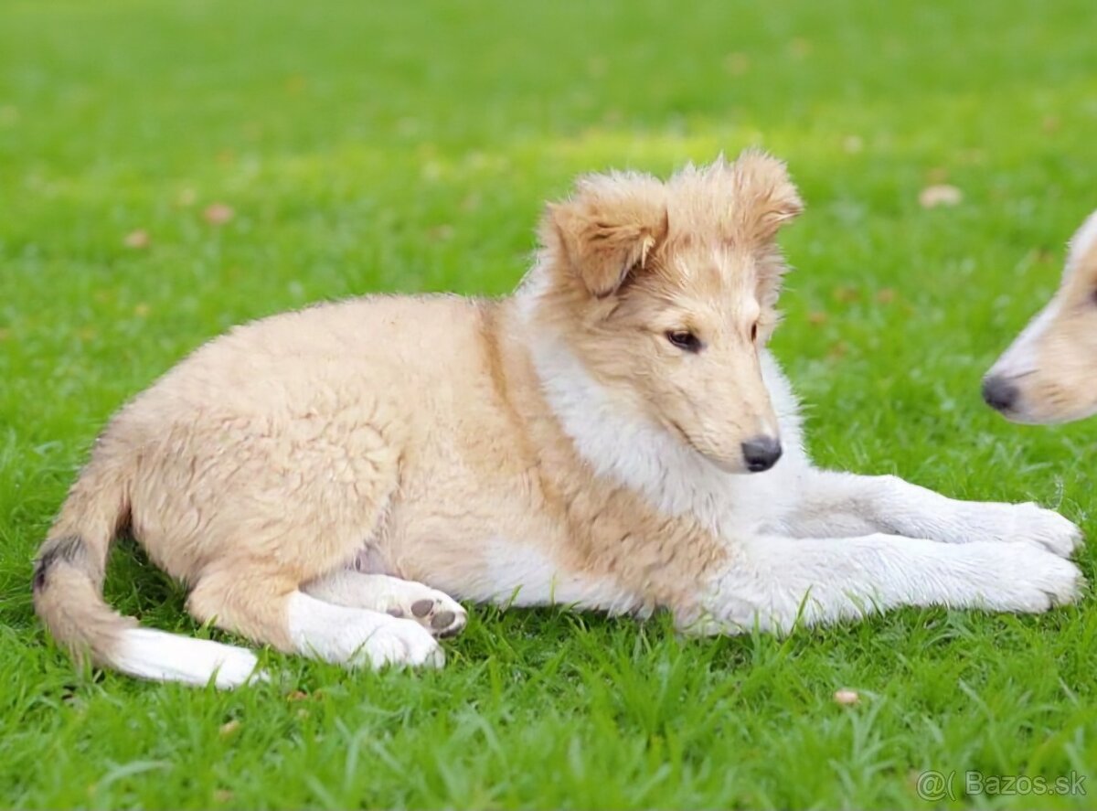 Kólia dlhosrstá s PP - 2