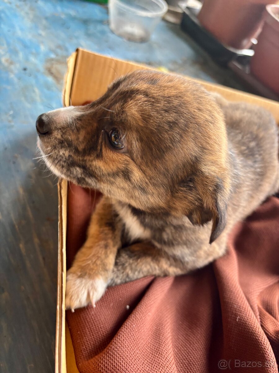 Darujem Šteniatka - 2