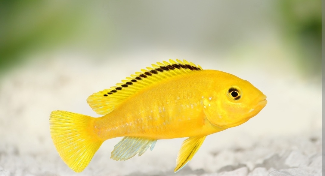 Predám Sciaenochromis fryeri a Lab. Yellow - 2