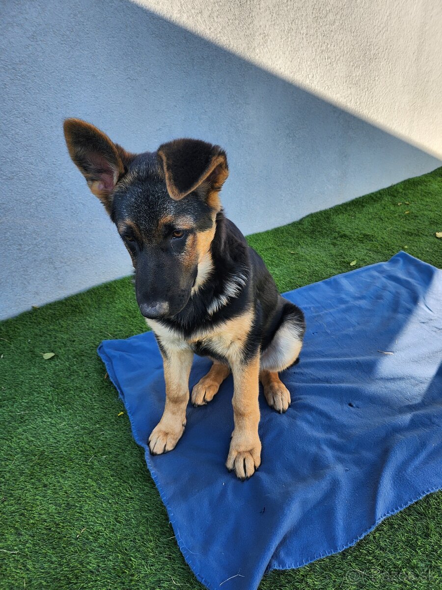 Nemecký Ovčiak - 2