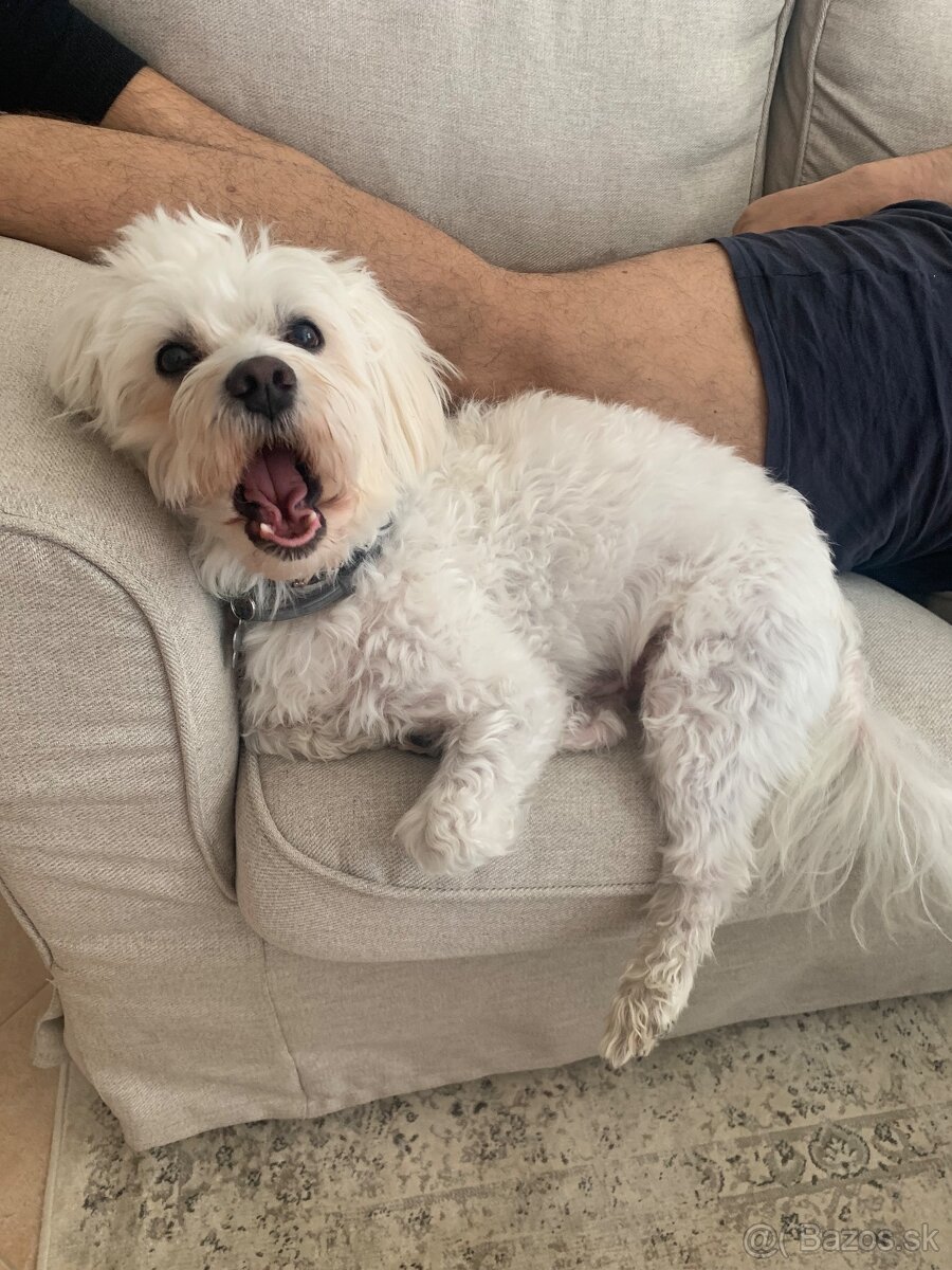 Maltezak hlada lasku (na krytie) - 2