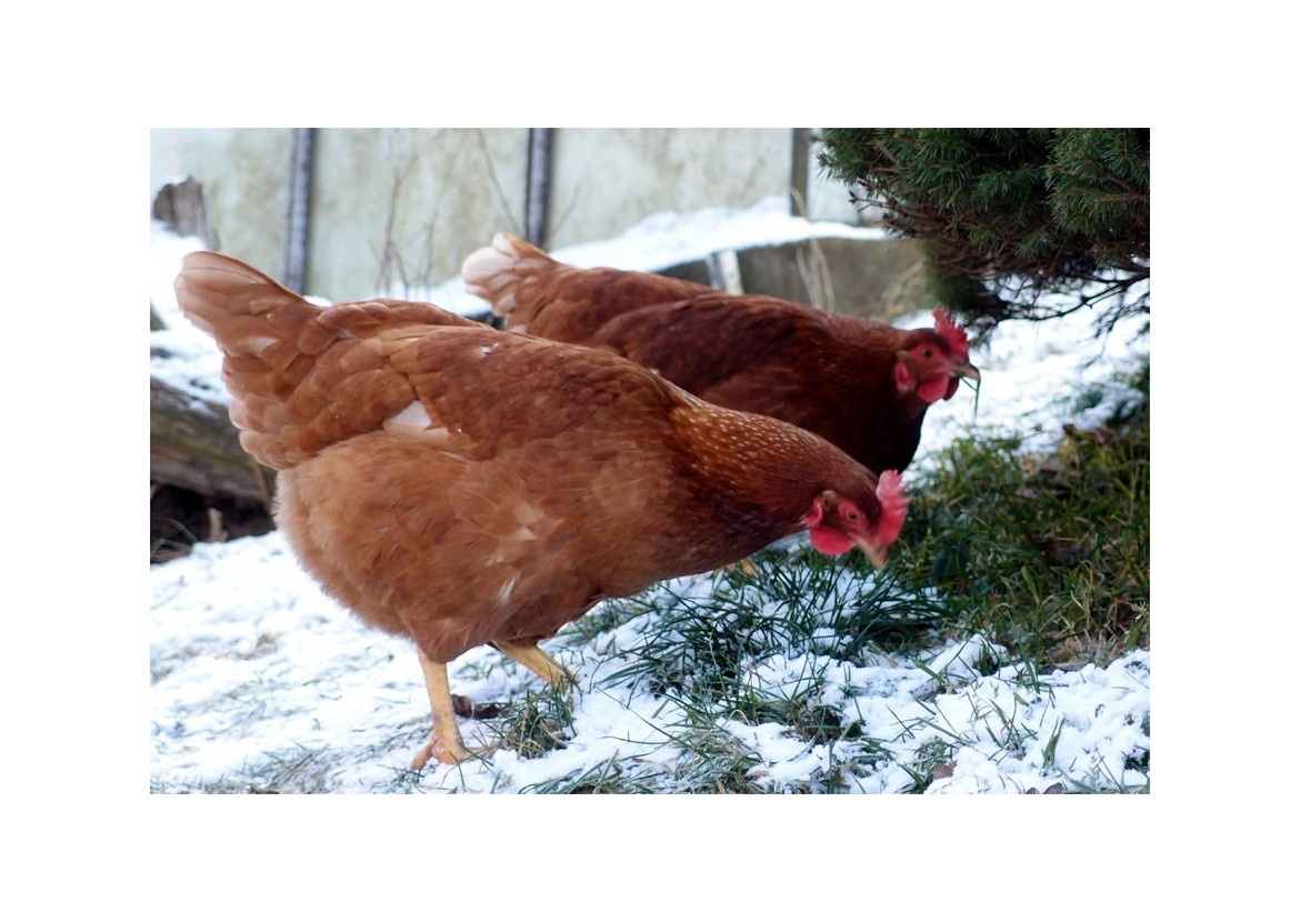 Mládky pred znáškou a nosnice v znáške - 2