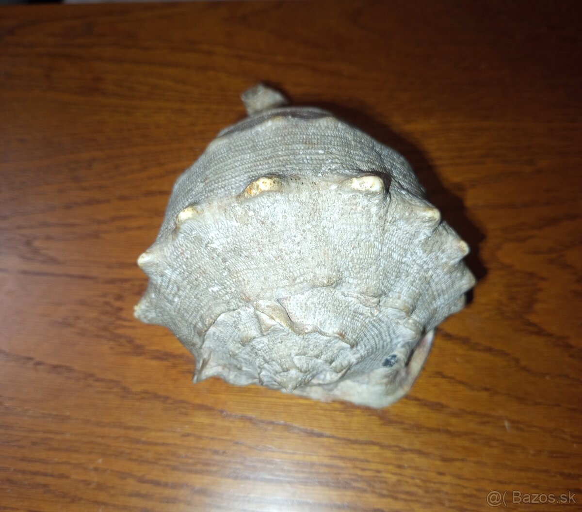 morská mušľa Prilbovka (Cassis) - 2