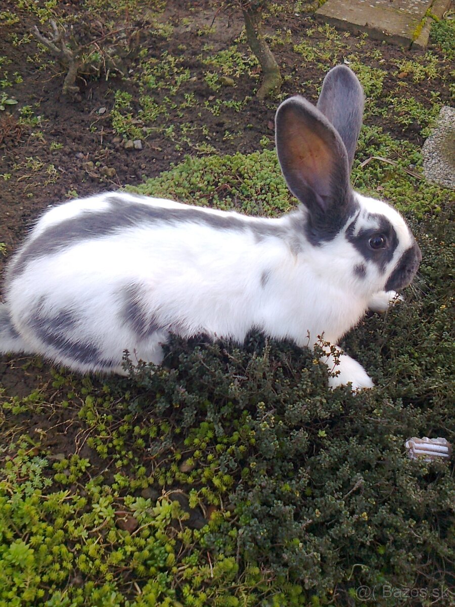 Krížene samece na predaj - 2